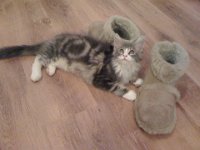 Blue Tabby and White 1a